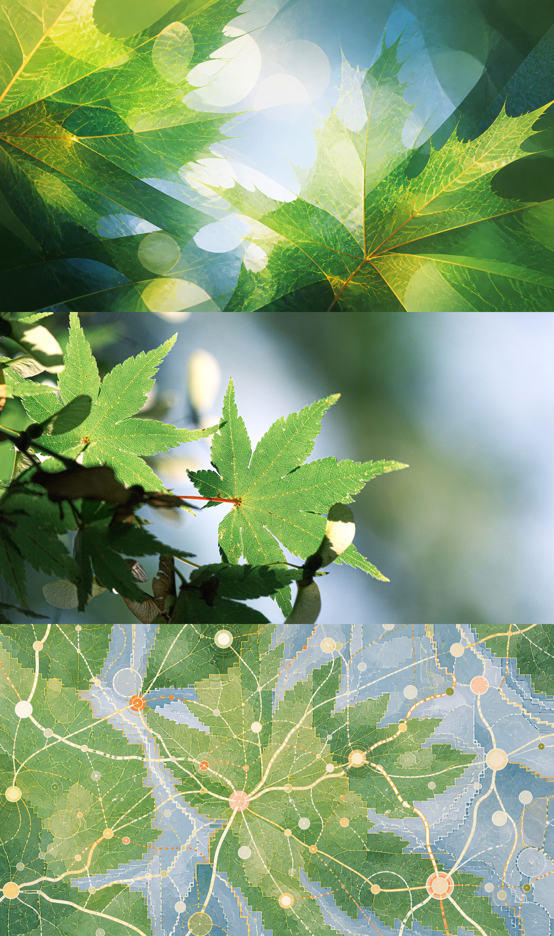 Leaves